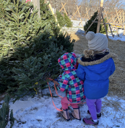 Children picking out a tree
